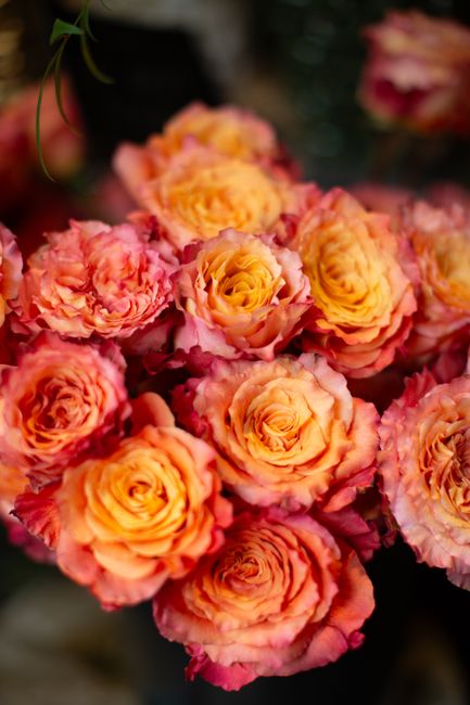 A close-up of a bouquet of fresh roses featuring a blend of pink and peach hues, with ruffled petals showcasing a delicate texture and gentle color gradation. The flowers are arranged tightly, with so