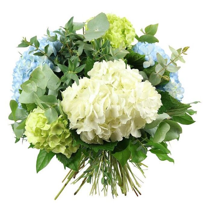 This image shows an elegant, hand-tied hydrangea bouquet against a pure white background, photographed so that every curve and colour reads with clarity, much like an art piece in a minimalist gallery close to White City. Dominating the centre is a voluminous head of creamy white hydrangeas, its petite florets packed so densely that they create a cushioned, cloud-like effect, exuding softness and quiet luxury. Encircling this heart of white are large, rounded clusters of pastel sky-blue hydrangeas that drift out towards the upper left and right of the design; their petals overlap in gently ruffled layers, transitioning from the faintest hint of blue at the edges to deeper tones near the middle, reminiscent of an evening sky over Wood Lane. Nestled around and between them, especially visible at the lower left and upper right, are spherical heads of fresh lime-green hydrangeas, adding an invigorating, almost zesty brightness, echoing the lively greenery found in nearby communal gardens and courtyards. Interspersed generously throughout the bouquet is an assortment of lush foliage: smooth, rounded eucalyptus leaves in a silvery-green that softens the colour palette, and deeper, glossy green leaves that weave through the blooms, adding shadows and rich texture. The stems of the flowers and greenery gather neatly at the bottom, visible and securely tied to indicate a classic hand-tied construction, ready to be placed in a vase on a White City windowsill or coffee table. Soft, diffuse lighting emphasises the natural sheen of each leaf and the subtle translucence of the petals, enhancing the serene interplay of white, blue, and green. The bouquet conveys calm, freshness, and polished elegance, suitable for wedding décor, sophisticated thank-you gifts, or simply bringing a refined, garden-fresh mood into everyday spaces.