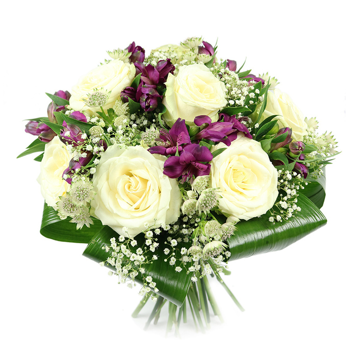 This image shows a refined, dome-shaped bouquet poised against a pure white studio backdrop, where every colour and contour stands out clearly. The design centres on several large creamy white roses, at least seven or eight blooms clustered closely, each one fully open and revealing a classic spiral at its core. Their petals, gently layered and slightly cupped, create a plush, velvety look that speaks of luxury and calm assurance. These roses set a serene tone, evoking the feeling of stepping away from the bustle around White City and into a quiet, sunlit room. Tucked between the roses are rich purple and deep magenta alstroemeria, their trumpet-shaped flowers offering a strong contrast in both colour and form. Some alstroemeria are open, with subtly streaked petals, while others remain in tight buds, adding an element of anticipation and movement to the arrangement. Fine sprays of white baby's breath weave through the composition, their small clusters of blooms acting like soft clouds, delicately blurring the transitions between larger flowers. Punctuating this softness are green-white astrantia blooms, recognisable by their intricate, pincushion-like centres and encircling bracts, which lend the bouquet a sophisticated, garden-inspired flair. Encasing the design is a collar of broad, glossy dark green leaves, likely aspidistra, folded neatly around the base to hold the flowers into a compact, rounded shape. Their polished surfaces catch and reflect the light, deepening the contrast between foliage and petals. The stems beneath are aligned and cleanly cut, understated but clearly showing the hand-tied technique. Ideal for anniversaries, Mother's Day, or expressions of sympathy delivered throughout White City, this bouquet offers a gentle blend of classic beauty and contemporary structure that suits both modern apartments and cosy family homes.