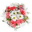 This bouquet bursts forth with the fresh cheerfulness of White City in spring-vivid coral-pink carnations and pure white daisies gather beneath gentle light, conjuring images of garden mornings near South Africa Road. The daisies, crowned with lively green middles, beckon the eye and brighten the heart. Interlaced, frothy gypsophila adds an ethereal softness, while hints of alstroemeria buds emerge from the soothing greenery, brushed with subtle purple and pink tones. Framed by a halo of eucalyptus and deep green foliage, the arrangement feels balanced and light, ideal for celebrating special moments-a birthday, heartfelt congratulations, or simply the desire to bring joy into someone's White City home. The bouquet's circular harmony and clear white setting showcase each bloom in its best light, reflecting a true florist's devotion to beauty, freshness, and the community's unique spirit.
