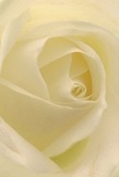 Step into the intimate world of this cream-white rose from White City, where the focus draws you deep into its softly spiralling heart. Every petal radiates silken smoothness, imbued with morning freshness as though touched by the light streaming over Television Centre. Gentle shadows and a serene luminosity give the flower a sense of depth and quiet elegance, each fold inviting you to explore its delicate beauty. The rose captures a feeling of calm and gentle hope, making it an ideal selection for expressing sympathy, admiration, or celebrating new beginnings in the neighbourhood. The imagined scent is subtle-clean, faintly sweet-reminding one of peaceful moments in Greyhound Road's smaller gardens. Close-up, the intricacies of the bloom reflect the emotion and artistry poured into every arrangement by White City's expert florists. It's more than a flower; it's a reminder that the heartfelt gestures marked by these petals bring comfort, grace, and quiet meaning to both everyday life and life's most profound occasions across the community.